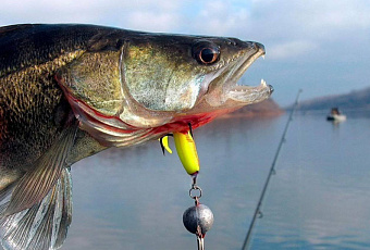 Три роковые ошибки при ловле судака на джиг: ваш улов возрастет в 3 раза после прочтения