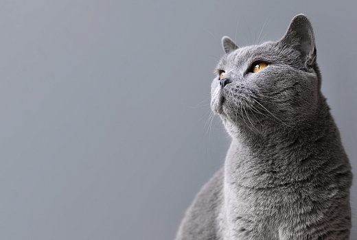 Учёные НГТУ создали гель для доставки лекарств с бактериями в кишечник животных