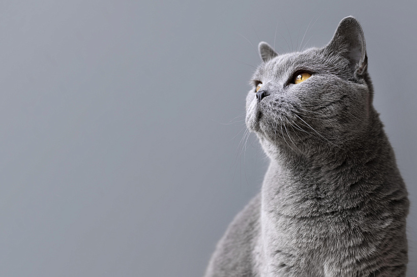 Учёные НГТУ создали гель для доставки лекарств с бактериями в кишечник животных