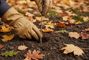 Осеннее черенкование смородины и кустарников для бесплатных саженцев к следующей осени