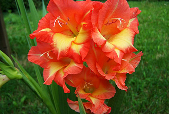 У соседки на участке восхитительные гладиолусы, и она поделилась со мной своими секретами ухода за ними. Делюсь с вами