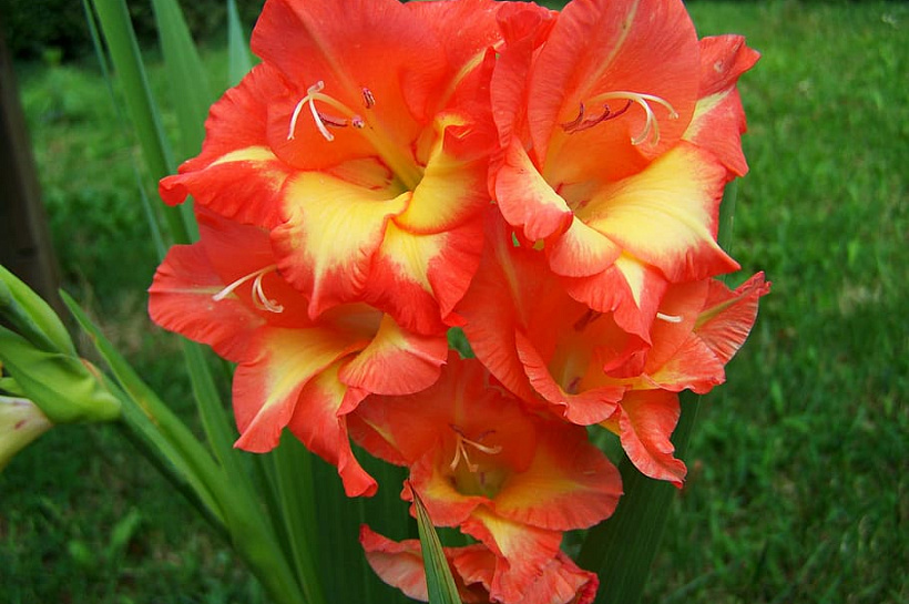 У соседки на участке восхитительные гладиолусы, и она поделилась со мной своими секретами ухода за ними. Делюсь с вами