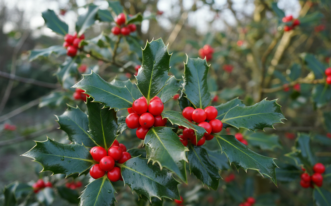 Падуб остролистный: вечнозеленый кустарник с ядовитыми красными ягодами 