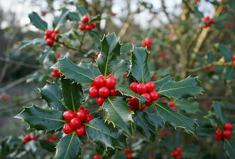 Падуб остролистный: вечнозеленый кустарник с ядовитыми красными ягодами 