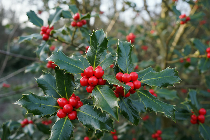 Падуб остролистный: вечнозеленый кустарник с ядовитыми красными ягодами 