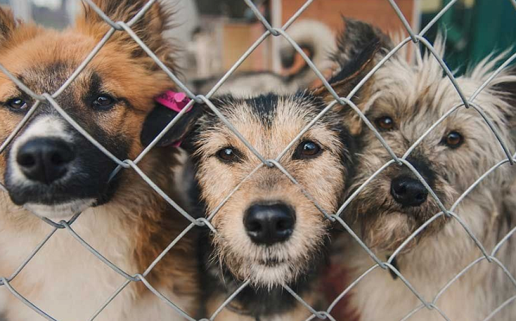 Мэр Краснодара поручил ускорить согласование проекта приюта для бездомных животных 