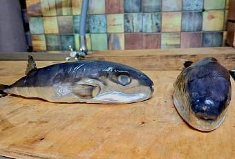 Житель Тихорецка купил ядовитого иглобрюха под видом скумбрии в магазине