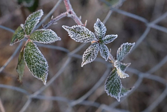 В Краснодарском крае ожидаются первые ночные заморозки до -3 градусов