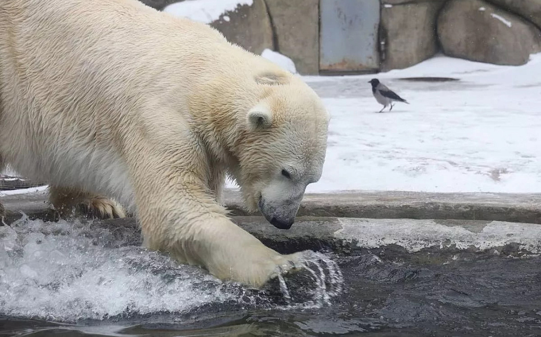 Японский зоопарк готов обменять капибар на белого медведя или амурского леопарда для разведения