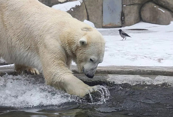 Японский зоопарк готов обменять капибар на белого медведя или амурского леопарда для разведения