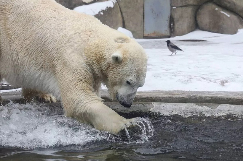 Японский зоопарк готов обменять капибар на белого медведя или амурского леопарда для разведения