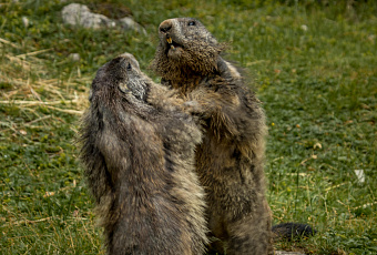 «Бои без правил»: драка бобров в реке попала на видео
