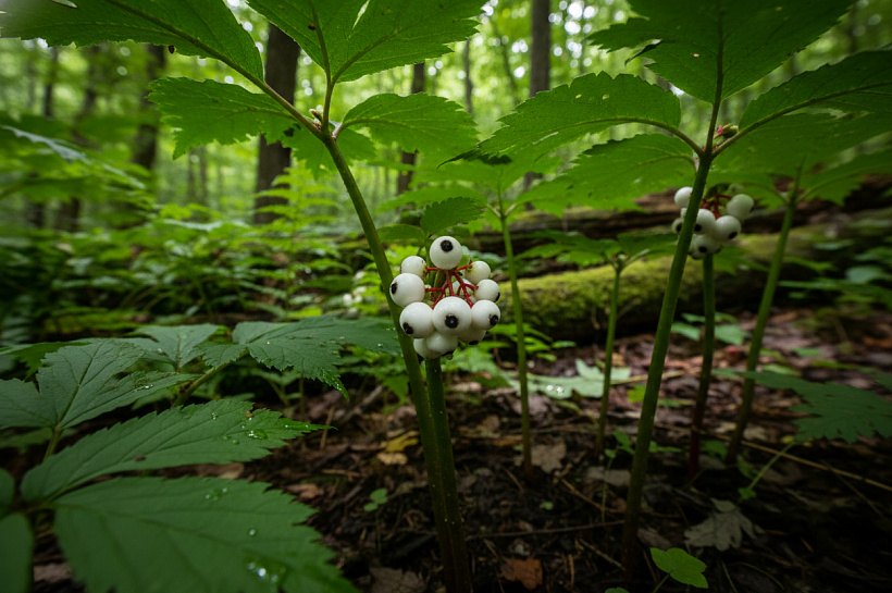 Воронец толстоножковый: выращивание теневыносливого многолетника из семян