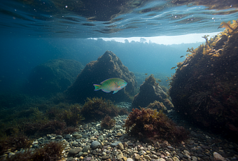 Тропическая рыба впервые поймана в Чёрном море у берегов Болгарии