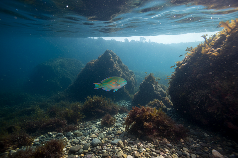Тропическая рыба впервые поймана в Чёрном море у берегов Болгарии