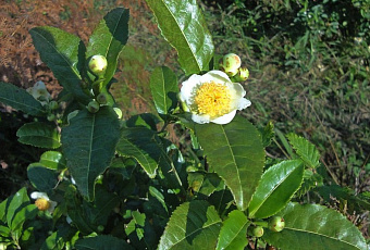 Ученые в Сочи возобновили работу над устойчивыми к заморозкам сортами чая 