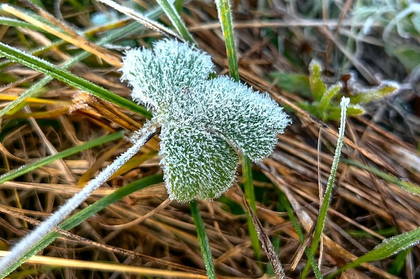 Ночные заморозки до -3 градусов задержатся в Краснодарском крае почти до конца недели