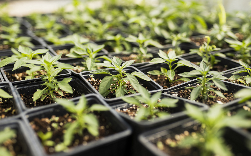 Секреты крепких и здоровых растений: как ухаживать за рассадой