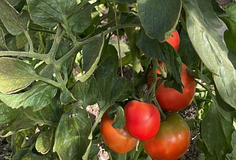 Глава Каневского района похвастался выращенными в своем огороде овощами