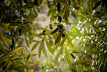 Природные антибиотики, которые с успехом заменят таблетки