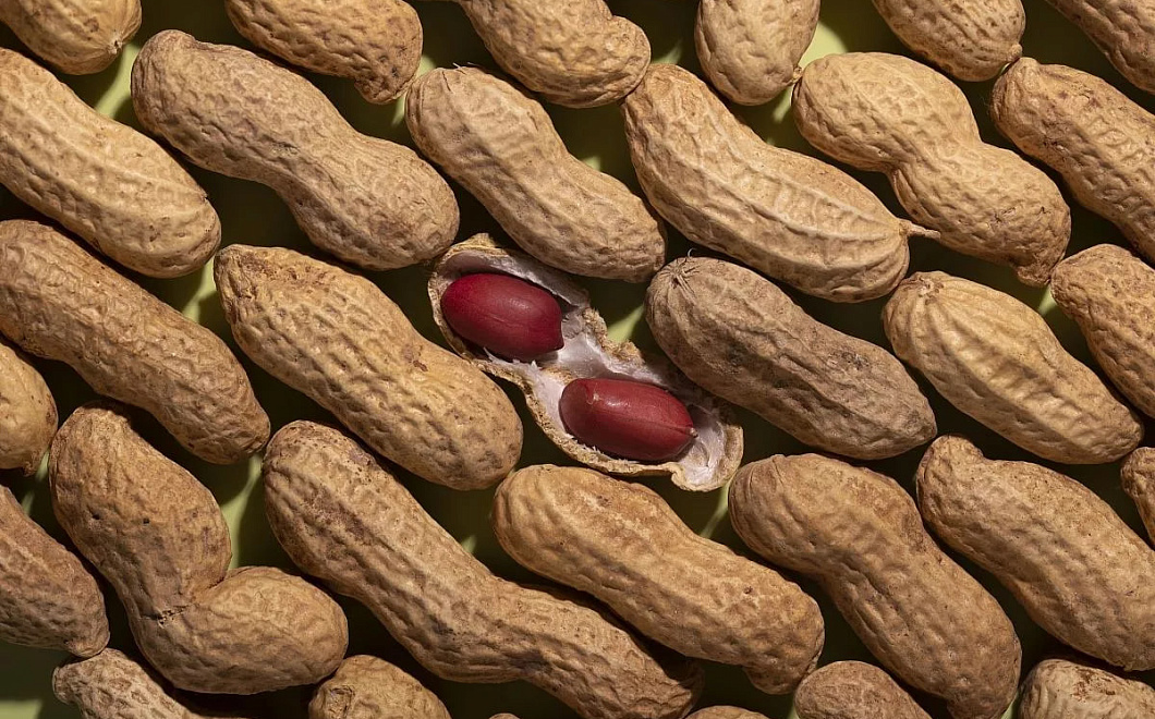 В Краснодарском крае проходят испытания новых российских сортов арахиса