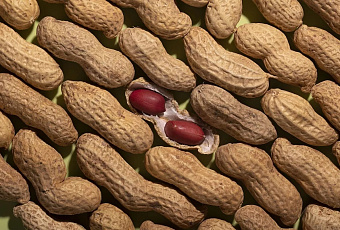 В Краснодарском крае проходят испытания новых российских сортов арахиса