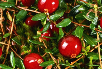 Как вырастить клюкву на садовом участке