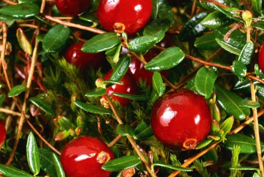 Как вырастить клюкву на садовом участке