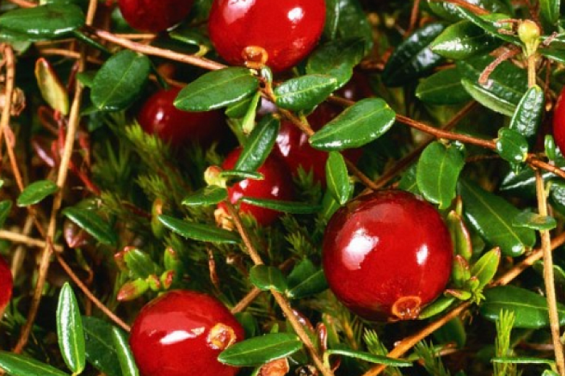 Как вырастить клюкву на садовом участке