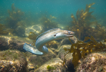 У Кронштадта поймали редкого европейского угря, способного проплыть 10 тысяч километров.