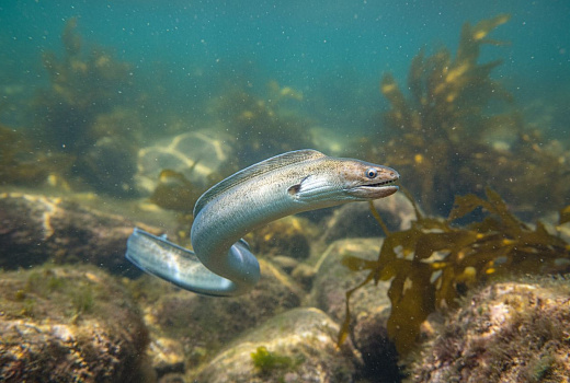 У Кронштадта поймали редкого европейского угря, способного проплыть 10 тысяч километров.
