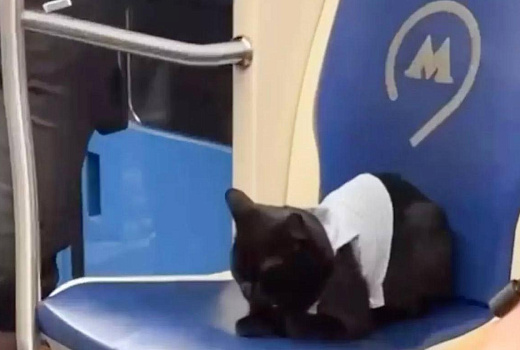 Пушистый пассажир метро в полосатой кофточке попал на видео и умилил пользователей сети