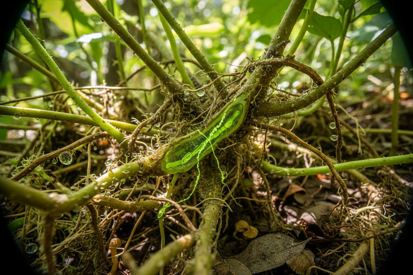 ГМО в природе: как растения сами освоили генетическую инженерию