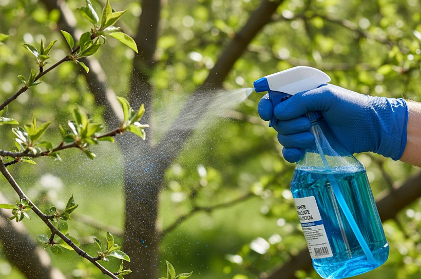 Медный и железный купорос: сроки и правила применения в саду