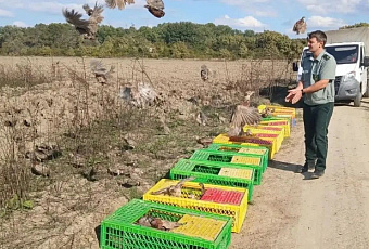 Тысячу фазанов выпустили на волю в двух районах Кубани
