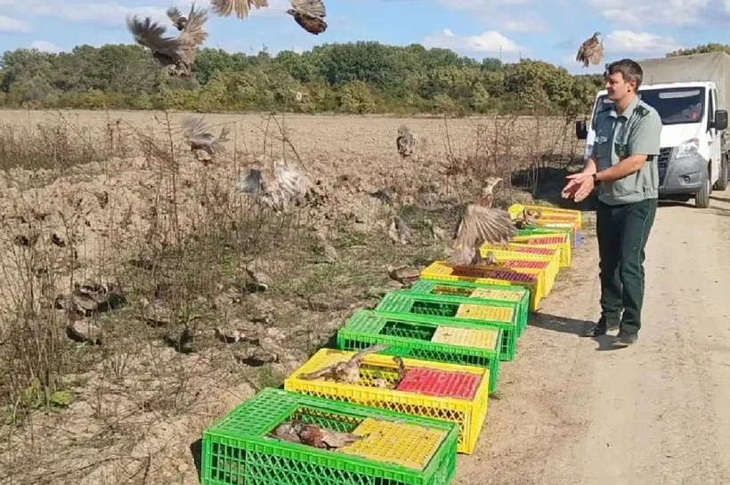 Тысячу фазанов выпустили на волю в двух районах Кубани