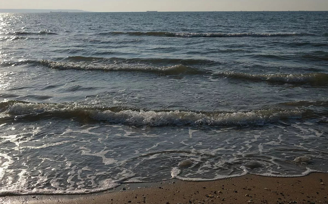 Ученые исследуют запасы осетра и камбалы-калкан в Азовском море