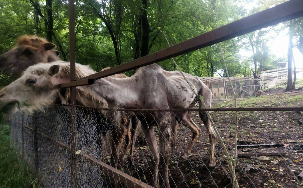 «Внешний вид связан с болезнью»: глава Ростуризма – об истощенных верблюдах в сочинском сафари-парке 