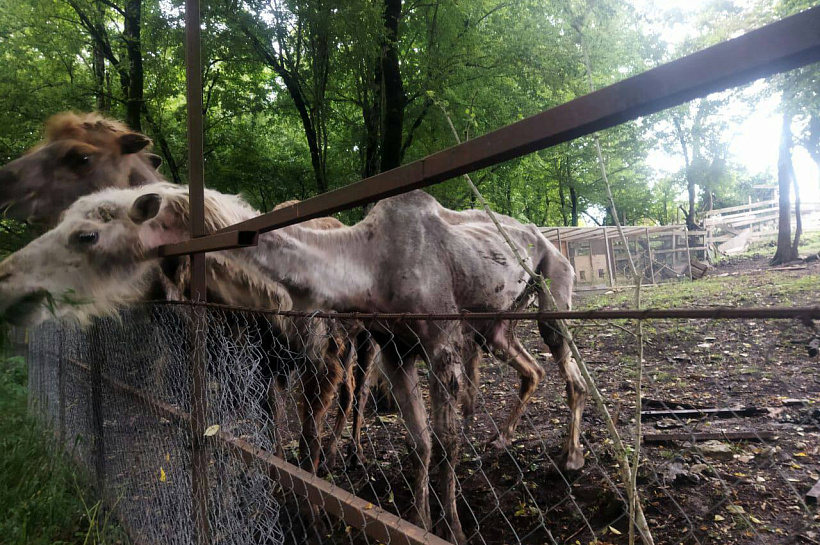 «Внешний вид связан с болезнью»: глава Ростуризма – об истощенных верблюдах в сочинском сафари-парке 