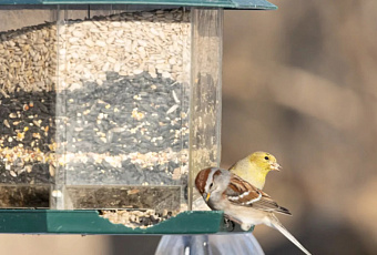 Казанские ученые создали бюджетный корм для птиц из гороха вместо дорогой импортной сои