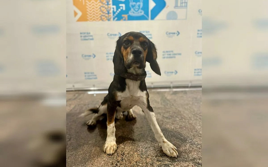 Собака два дня ждала хозяина в аэропорту Сочи после его отлета