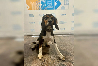 Собака два дня ждала хозяина в аэропорту Сочи после его отлета