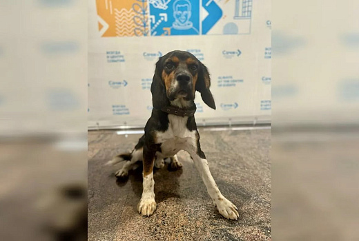 Собака два дня ждала хозяина в аэропорту Сочи после его отлета