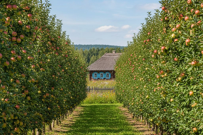 10 лучших сортов колоновидных яблонь для средней полосы России