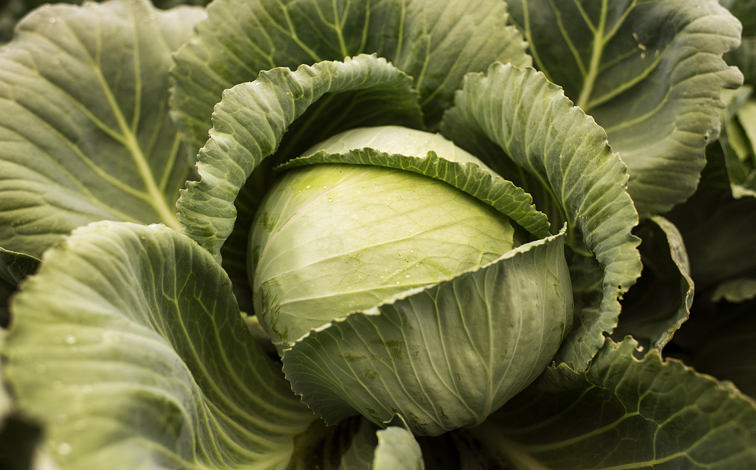 Хрустящее сокровище: польза капусты для организма