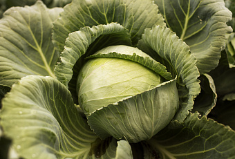 В ста рубахах: почему капусту точно стоит добавить в свой рацион