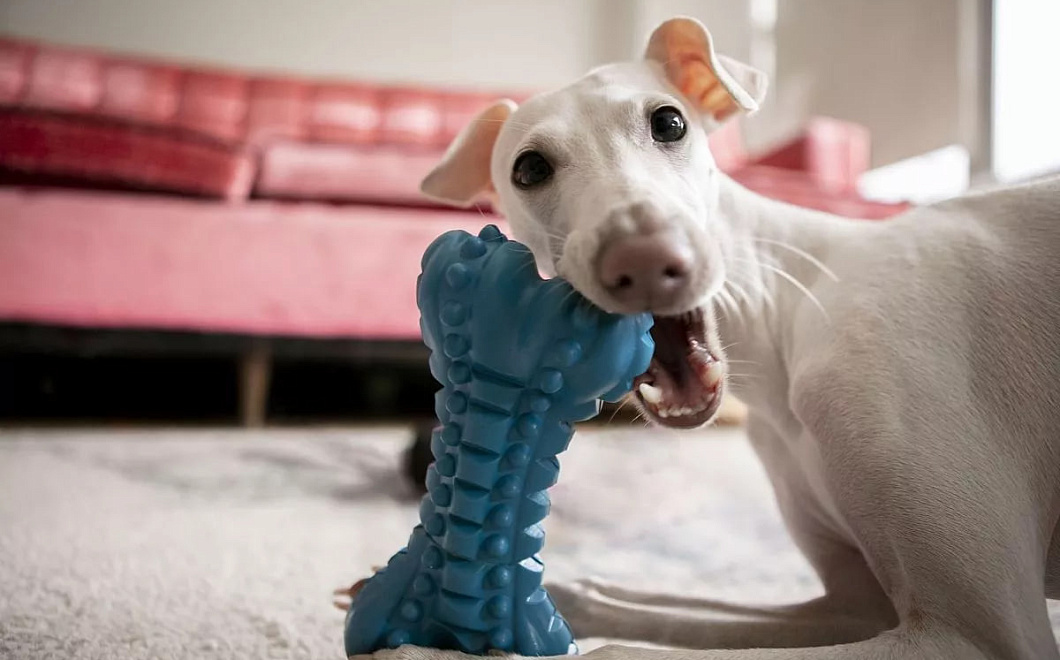 Ученые выявили у собак признаки «игрушечной зависимости»