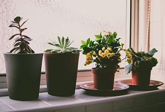 Какую землю надо брать для комнатных цветов?