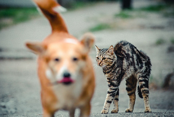 Каждому свое: можно ли коту есть собачий корм