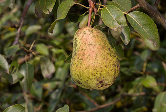 Спасаем сад и огород: как избавиться от парши